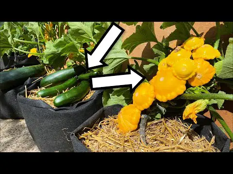 Growing Summer Squash with so many fruits, from Seed in Containers or growbags (Patty Pan Squash)
