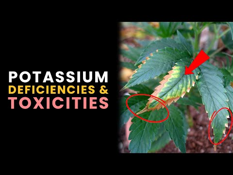 Potassium (K) Deficiencies, &amp; Toxicities in Plants (Pt 2)