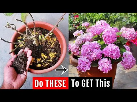 I do THIS to increase flowering on Hydrangea, it FIXES all problems ✔️