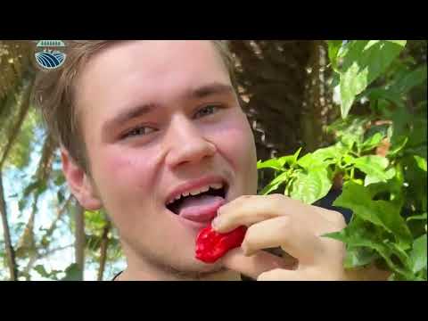 How to prune the Carolina Reaper Chili