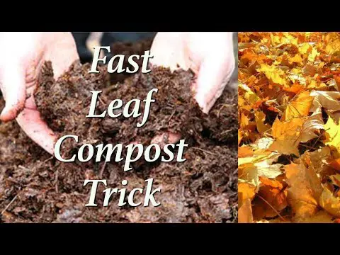 Super Fast Leaf Composting Trick