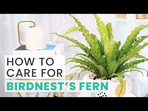 BEST TIPS | HOW TO CARE FOR BIRD&#039;S NEST FERN | ASPLENIUM NIDUS CARE GUIDE