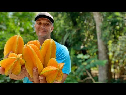 Growing 10 Different Varieties of Starfruit Carambola! Which Is The Most Delicious?