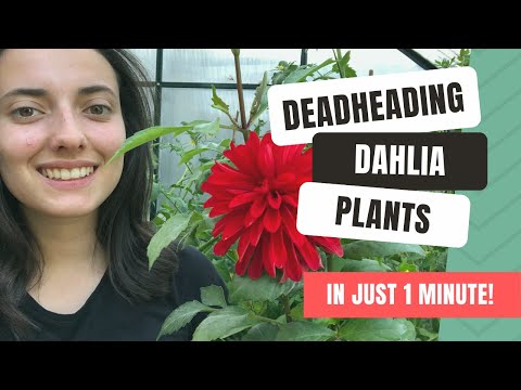 How To Deadhead Dahlia Blooms