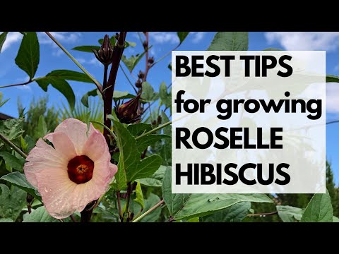 BEST TIPS for growing ROSELLE HIBISCUS, a HEAT-LOVING plant that is BEAUTIFUL and DELICIOUS!