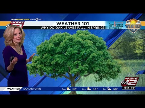 Why do live oak leaves fall in Spring?
