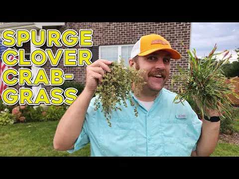 How to Kill Weeds Before Planting Grass Seed - It&#039;s About Timing!