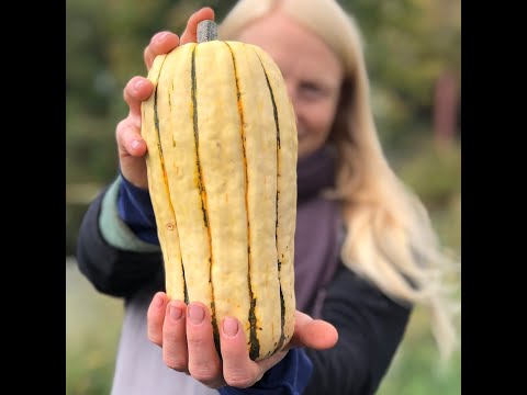 The Delectable Delicata Squash