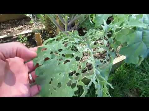 How to Fully Treat Whitefly &amp; Caterpillar Infestations on Kale, Collards &amp; Greens: And Spider Mites!