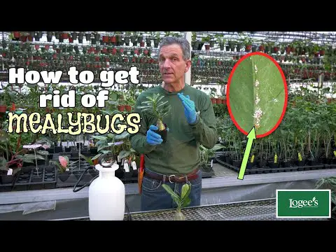 How to Get Rid of Mealybugs - Part 1 of Logee&#039;s &quot;Pest Prevention&quot; Series