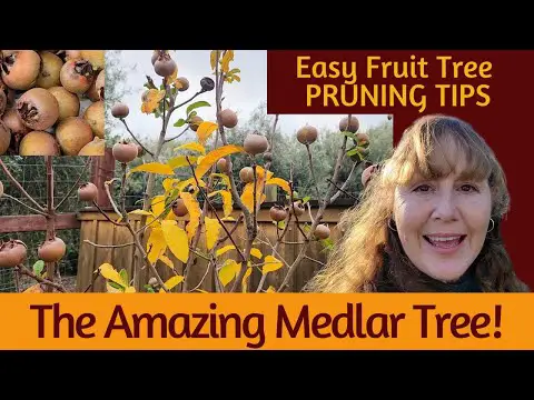 Grow a Medlar Tree! ~ EASY PRUNING Tips for Fruit Trees