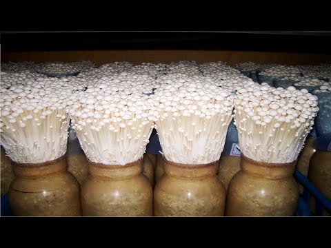 How Japanese Farming Enoki Mushroom - Amazing Enoki Mushrooms Harvesting and Processing