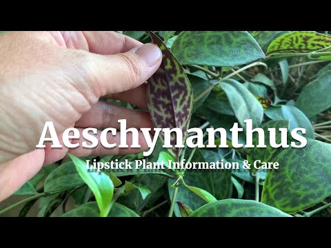 Aeschynanthus Lipstick Plant Information &amp; Care