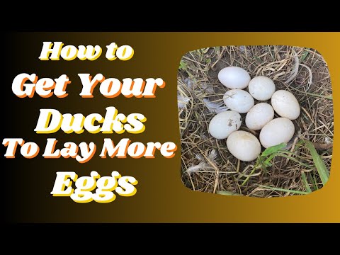 How to get your ducks to lay more eggs!!!