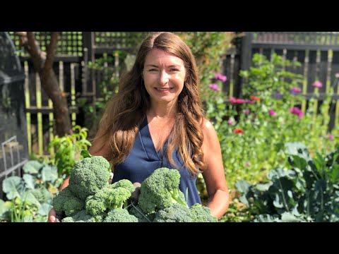 Harvesting &amp; Preserving Homegrown Broccoli