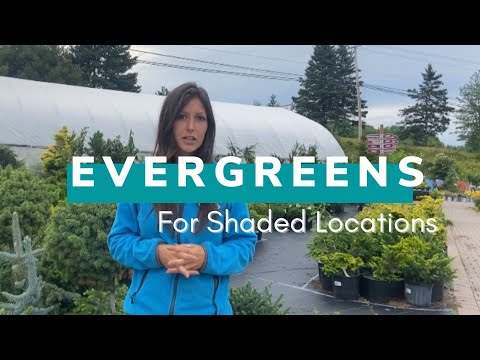 Evergreens for Shaded Areas