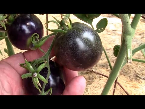 How to tell when Indigo Rose Tomatoes are ripe.