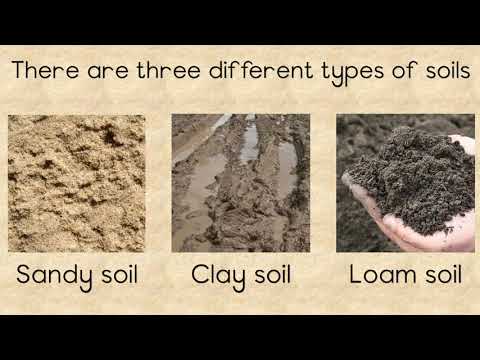 SOIL - Different types and the importance of Soil