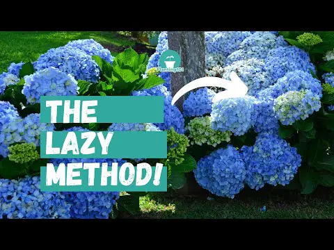 Beginner&#039;s Guide to Hydrangea Care | Lazy Gardener&#039;s Guide to Hydrangeas