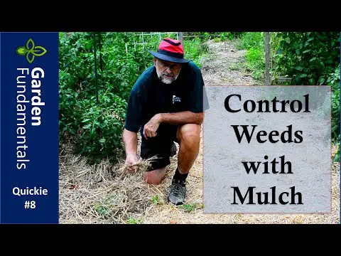 Control Weeds With Mulch 🎊🗻☘️ See the difference with and without mulch