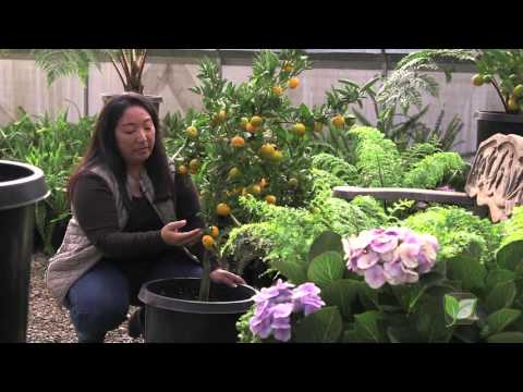 Generation Growers - The Improved Meyer Lemon