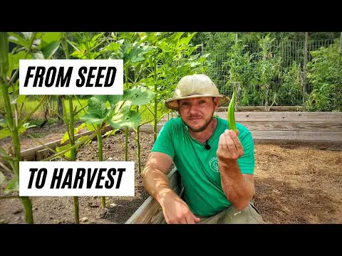 How to Grow Okra In Raised Beds or Containers |From Seed to Harvest|