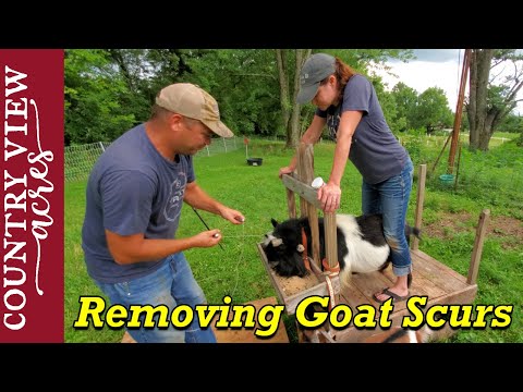 First Time Removing Goat Scurs - Homestead VLOG