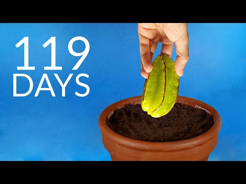 Growing CARAMBOLA (star fruit) Time Lapse