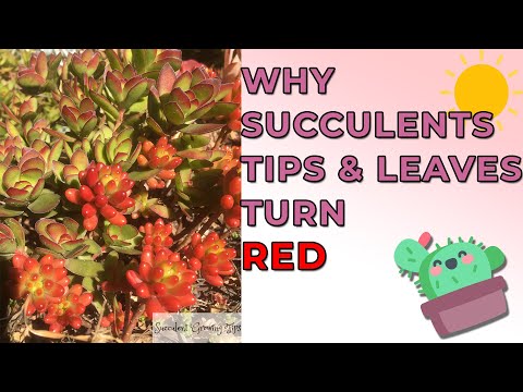 Why Succulents Tips And Leaves Turn Red (And Other Colours) &amp; Is It Good or Bad