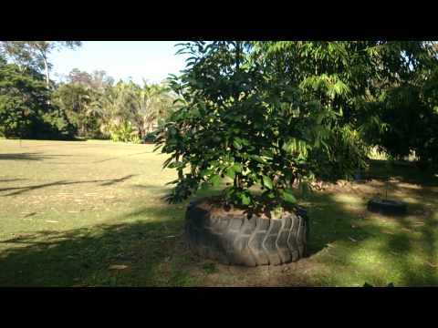 How to plant Avocado in clay soil to prevent dying root rot disease