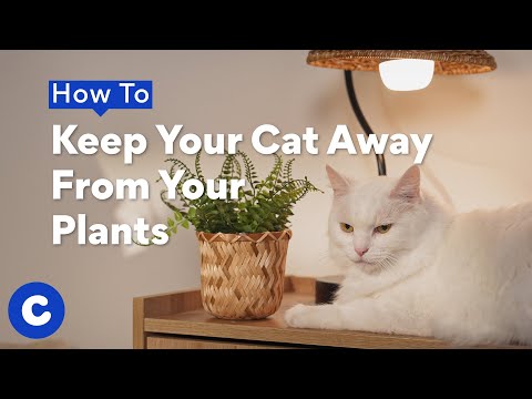 How to Keep Your Cat Away from Your Plants | Chewy