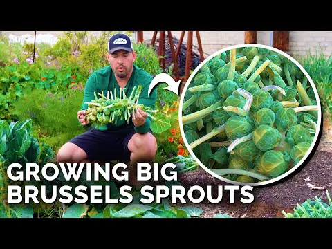 How to Grow Brussels Sprouts for Beginners