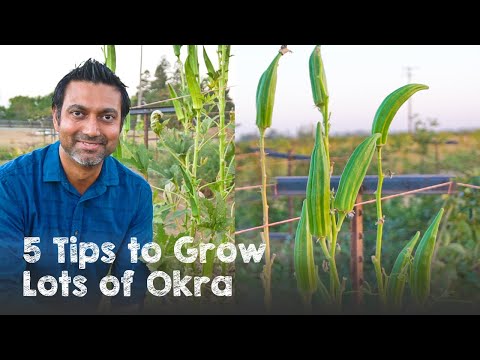 5 Tips to Grow Lots of OKRA | Ladyfinger Bhindi