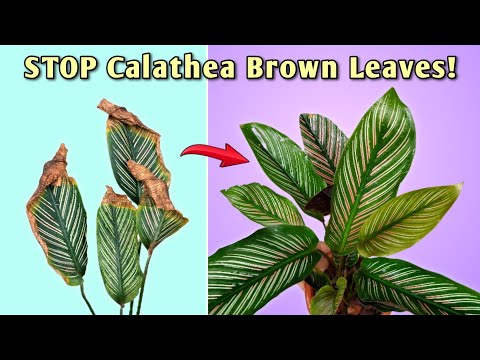 STOP Calathea Brown Leaf Tips - 5 ESSENTIAL Calathea Plant Care