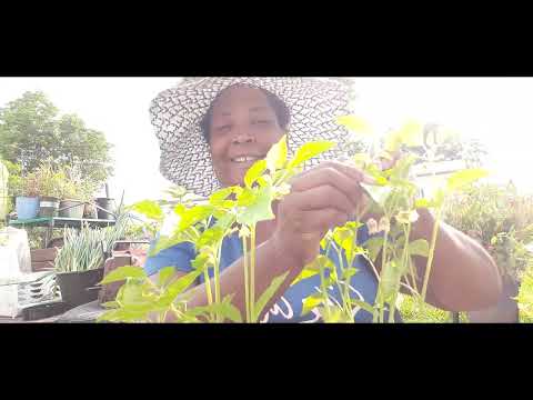 HOW TO POLLINATE YOUR TOMATILLO