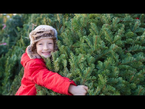 Homegrown | Caring for Your Christmas Tree