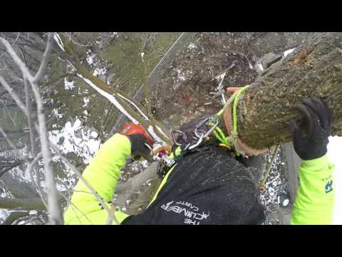 Rigging and Removal of a Chinese Elm Tree.