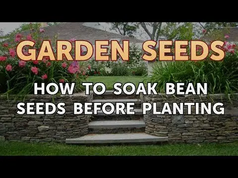 How to Soak Bean Seeds Before Planting