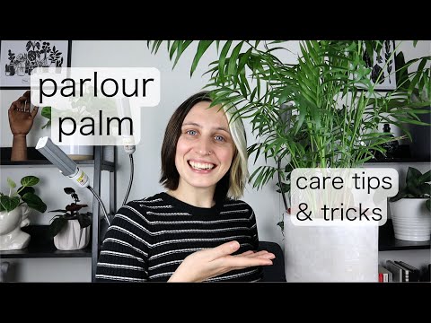 PARLOUR PALM CARE | Chameadorea Elegans Tips &amp; Tricks