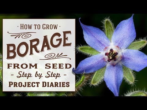 ★ How to Grow Borage from Seed (Complete Step by Step Guide)