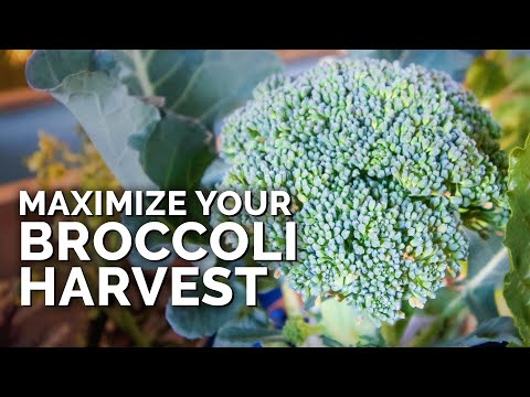 5 MUST-FOLLOW Tips for Harvesting Broccoli!