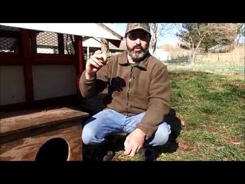When do ducks lay their eggs?