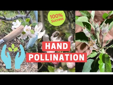 Hand pollination in apples by grainy smith pink lady gala golden red golden