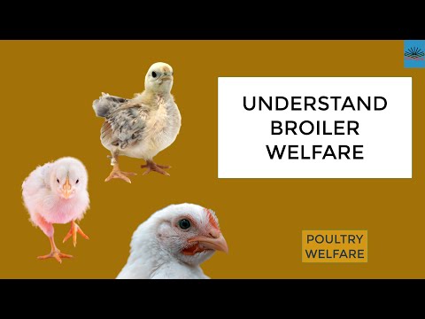 Welfare Issues Associated with Broiler Farming