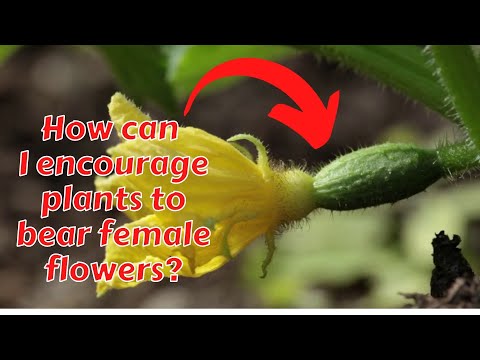 TİPS FOR OPENING FEMALE FLOWERS #gardeningtips #zucchini #melons #watermelon #squash #cucumber