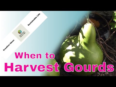 How to Tell When It Is Time To Harvest Gourds Video
