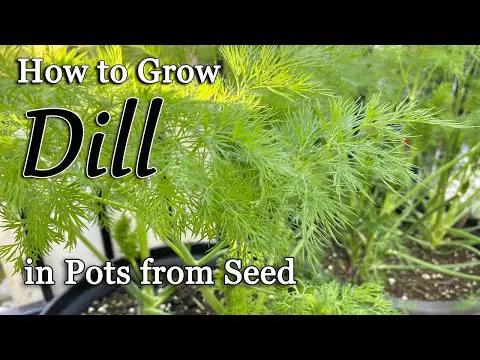 How to Grow Dill from Seed in Pots🌿