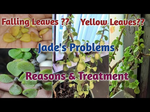 How to Save a Dying Jade Plant/Common Jade Problems, Reasons &amp; Solutions/Saving a Sick Jade Plant