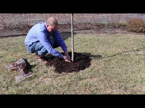 Proper Mulching Techniques | How to mulch trees