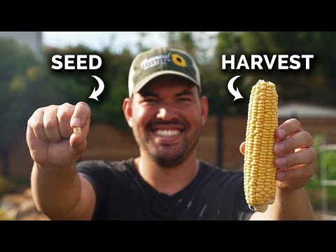 Growing Corn, From Seed to Harvest 🌽
